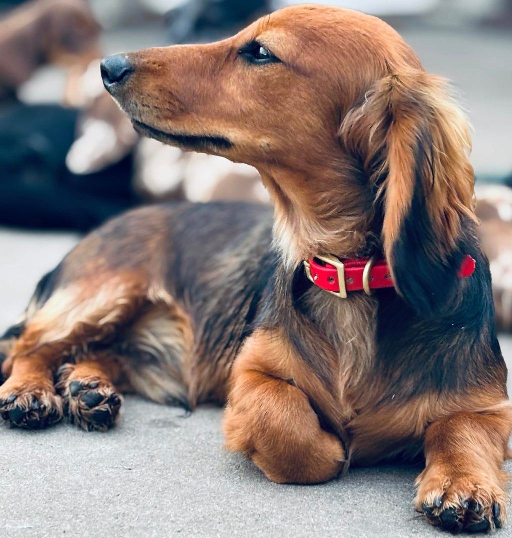 BioThane Dog Collar image 1