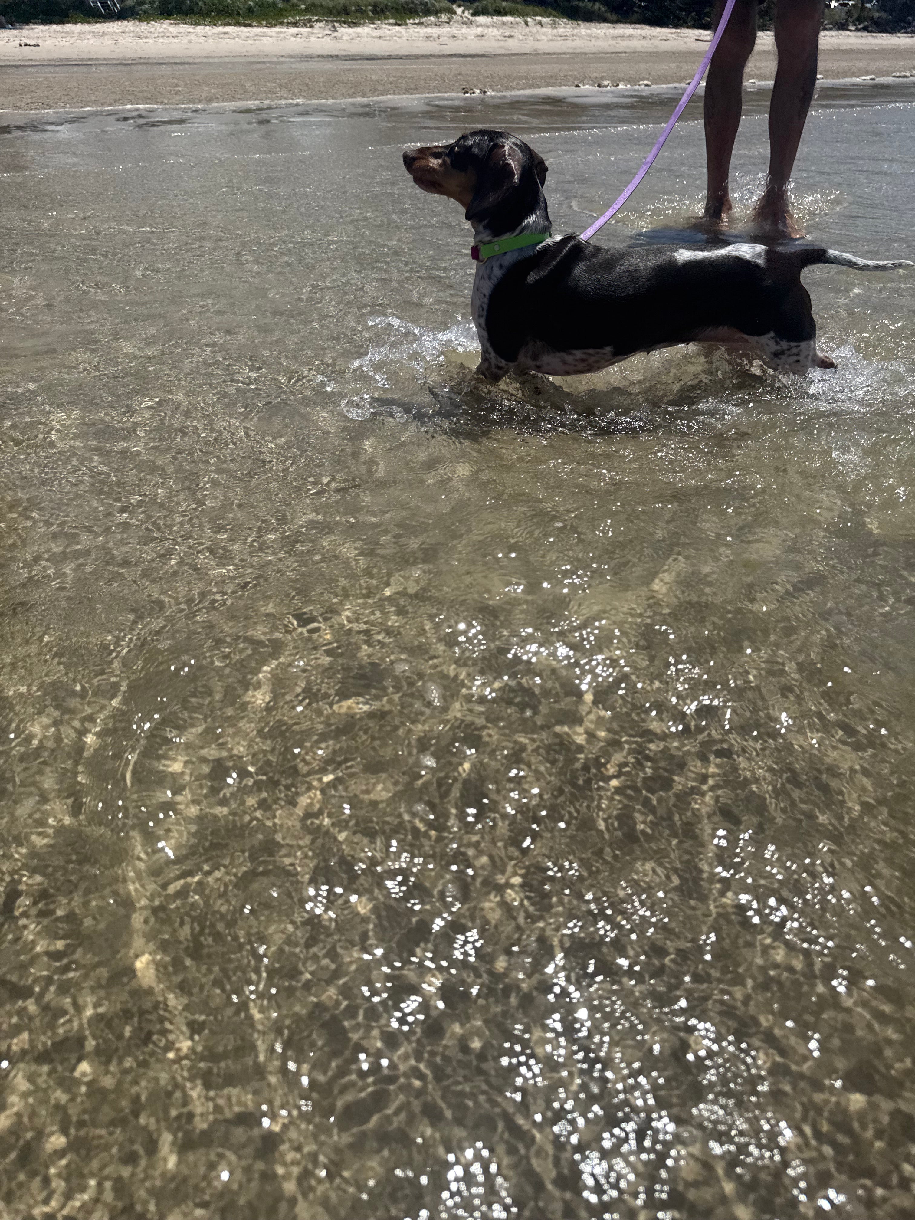 BioThane Dog Lead image 7
