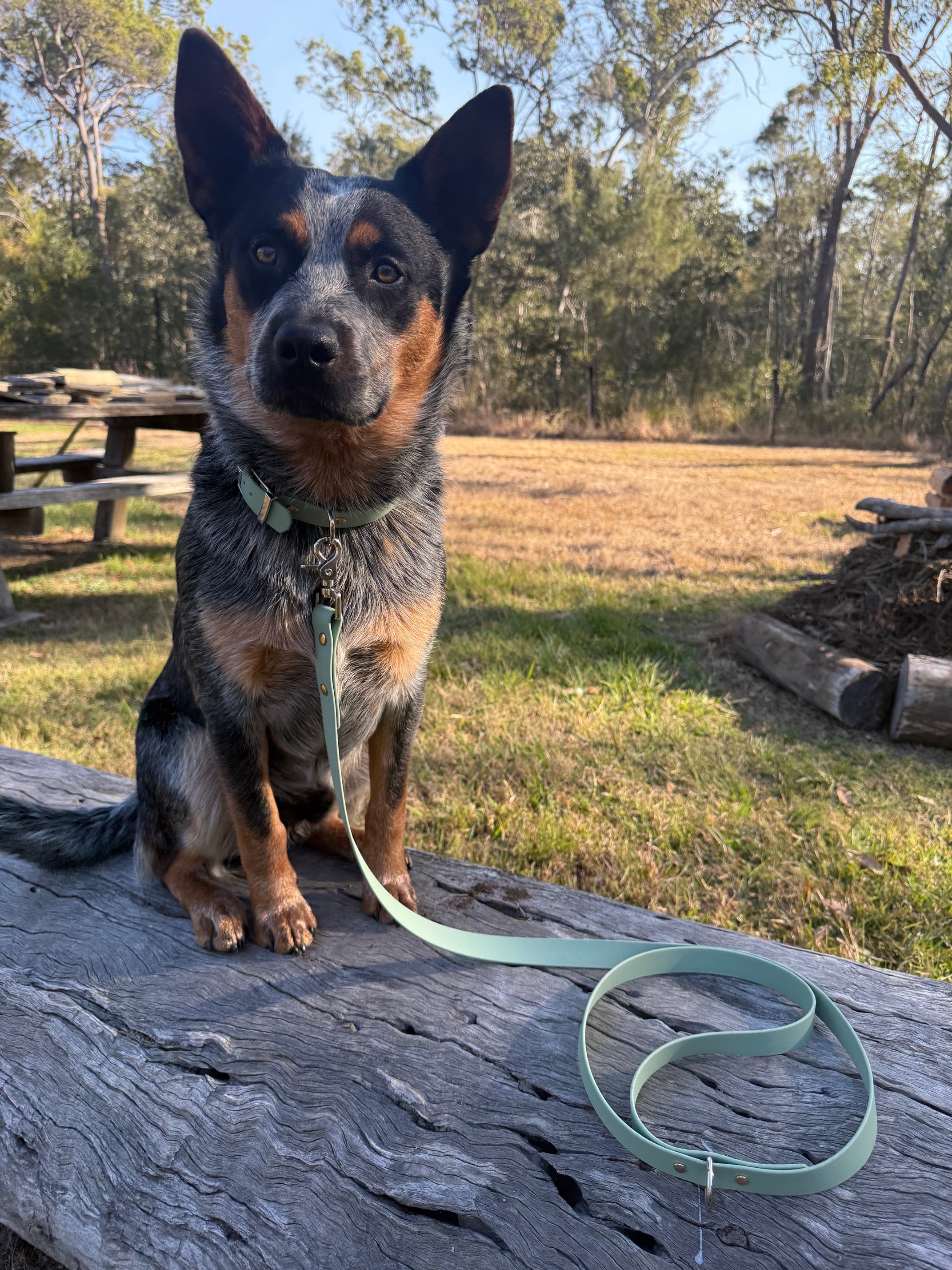 BioThane Dog Collar image 4