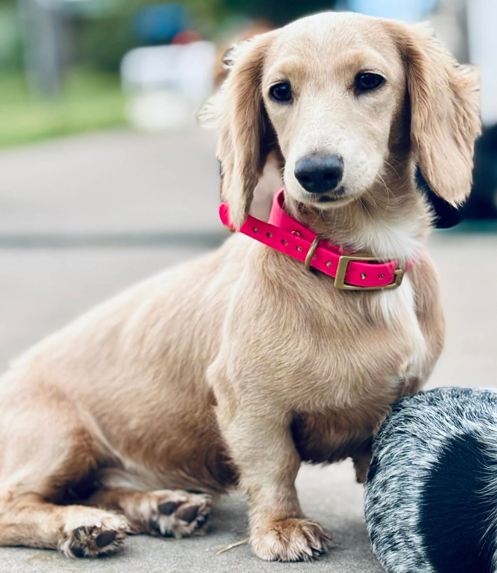 BioThane Dog Collar image 3
