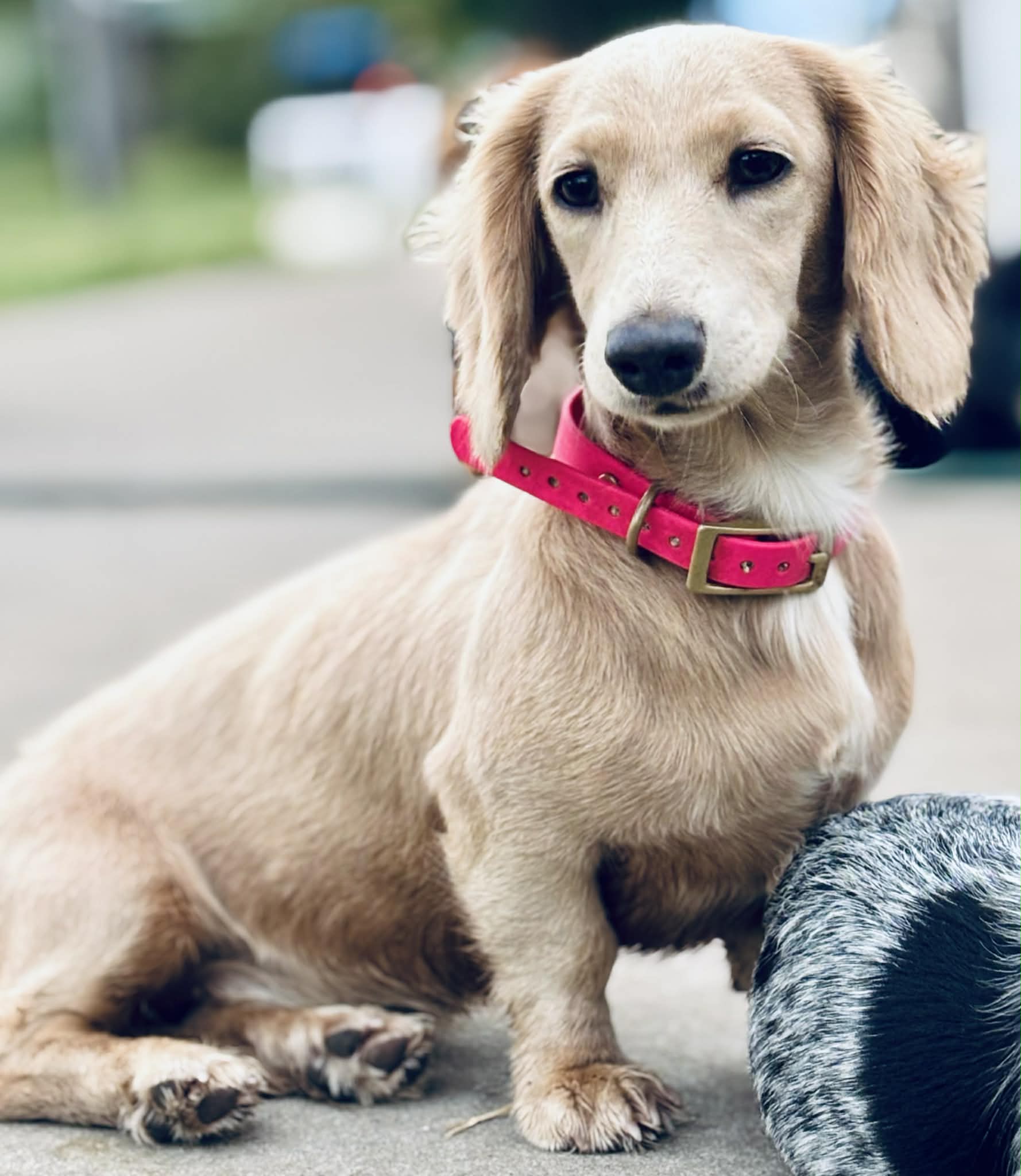 BioThane Dog Collar image 3