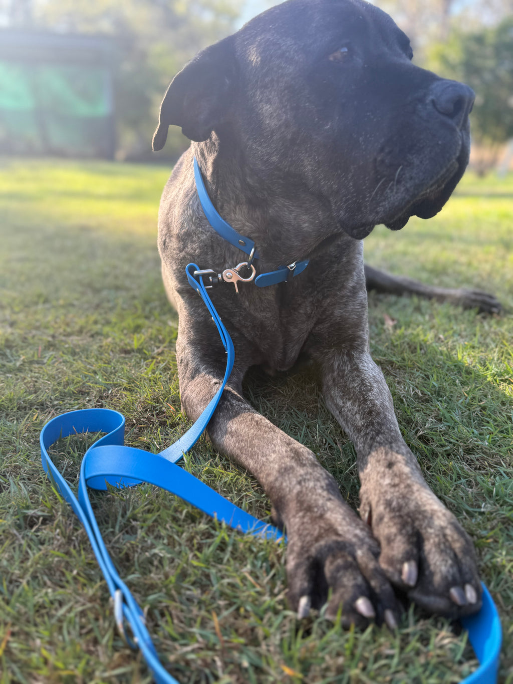 BioThane Dog Lead image 2